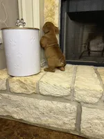 Seth, a male English Bulldog for sale in Houston, TX – 4 of 4
