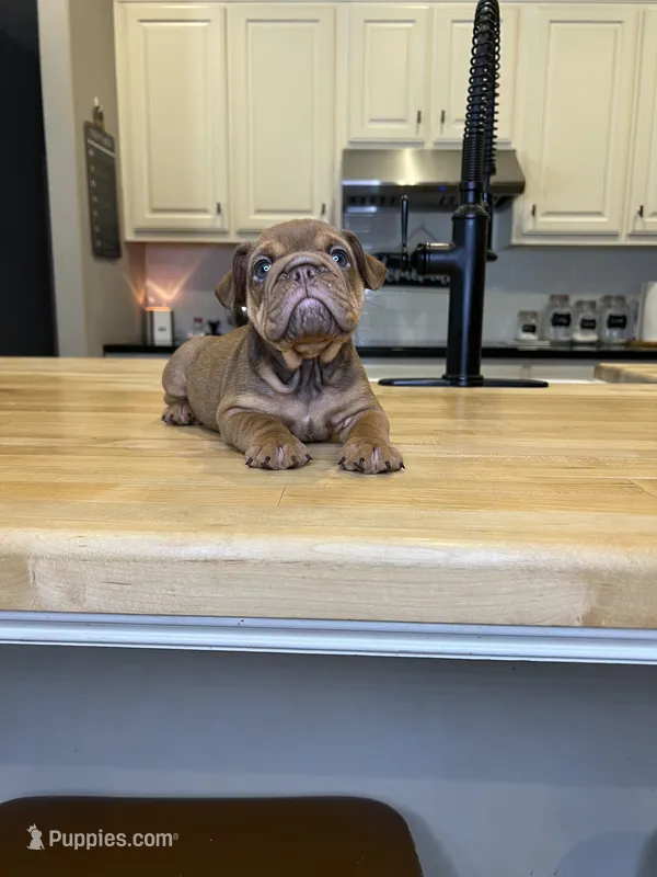 Seth – English Bulldog puppy for sale in Houston, TX
