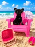 Coco Jones, a female French Bulldog for sale in Houston, TX – 2 of 4