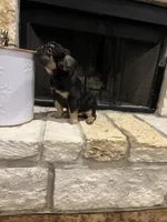 Jordan Sparks, a female French Bulldog for sale in Houston, TX – 2 of 8