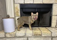 Freddy, a male French Bulldog for sale in Houston, TX – 2 of 8