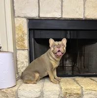 Freddy, a male French Bulldog for sale in Houston, TX – 6 of 8