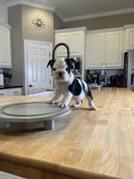 Steven , a male English Bulldog for sale in Houston, TX – 10 of 10