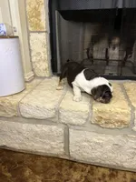 Sophie, a female English Bulldog for sale in Houston, TX – 6 of 10
