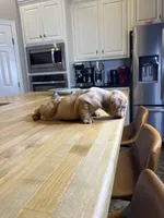 Sawyer, a male English Bulldog for sale in Houston, TX – 2 of 2
