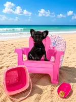 Coco Jones, a female French Bulldog for sale in Houston, TX – 1 of 4