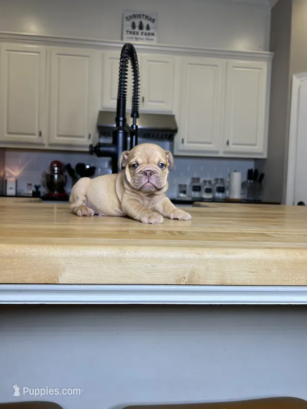 Sawyer – English Bulldog puppy for sale in Houston, TX