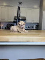 Sawyer, a male English Bulldog for sale in Houston, TX – 1 of 2