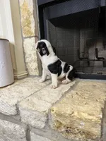 Steven , a male English Bulldog for sale in Houston, TX – 9 of 10