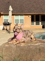 Dots, a female French Bulldog for sale in Houston, TX – Photo 5 of 6
