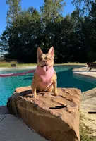 Dots, a female French Bulldog for sale in Houston, TX – Photo 3 of 6