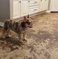 Dots, a female French Bulldog for sale in Houston, TX – Photo 1 of 6