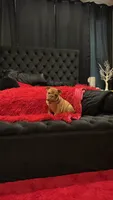 Sawyer, a male English Bulldog for sale in Houston, TX – 2 of 9