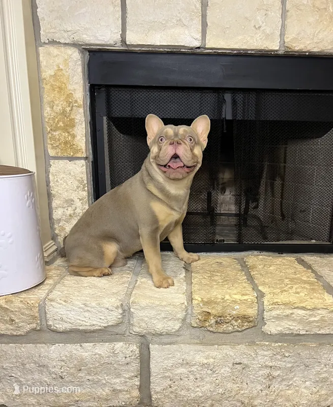 Freddy – French Bulldog puppy for sale in Houston, TX