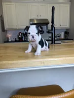 Steven , a male English Bulldog for sale in Houston, TX – 8 of 10