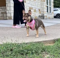 Ursula , a female French Bulldog for sale in Houston, TX – 3 of 7