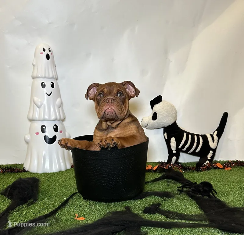 Seth – English Bulldog puppy for sale in Houston, TX