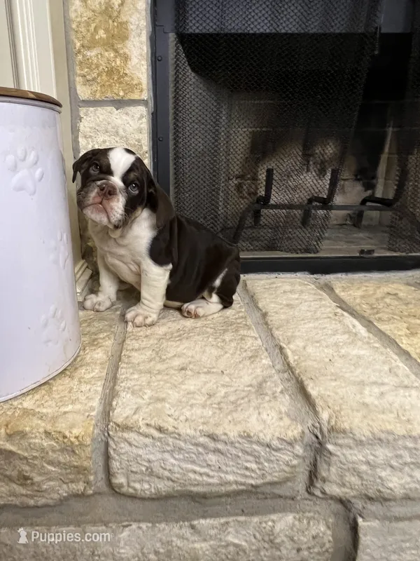 Sophie – English Bulldog puppy for sale in Houston, TX