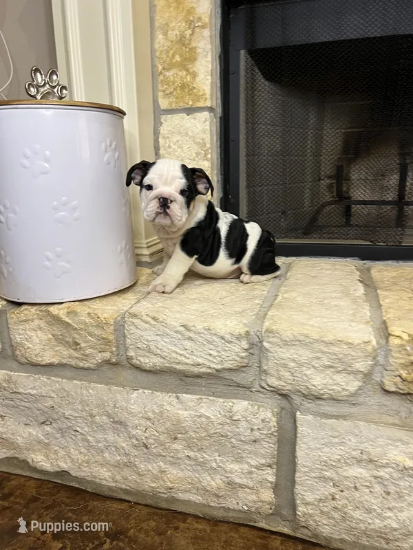 Steven – English Bulldog puppy for sale in Houston, TX