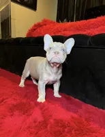 Freddy, a male French Bulldog for sale in Houston, TX – Photo 1 of 4