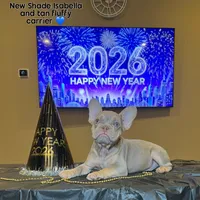 Freddy, a male French Bulldog for sale in Houston, TX – Photo 2 of 4