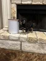 Jordan Sparks, a female French Bulldog for sale in Houston, TX – 7 of 8