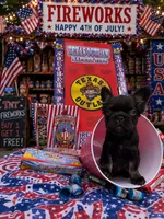 Coco Jones, a female French Bulldog for sale in Houston, TX – 3 of 4