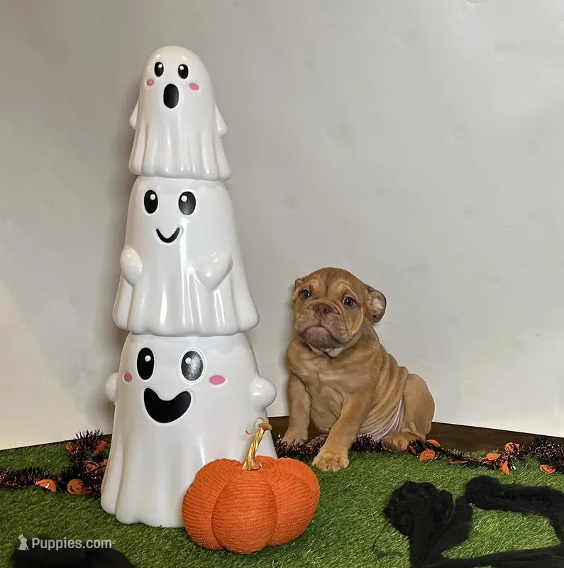 Sawyer – English Bulldog puppy for sale in Houston, TX