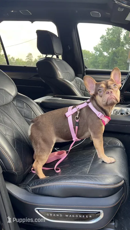 Ursula  – French Bulldog puppy for sale in Houston, TX