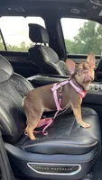 Ursula , a female French Bulldog for sale in Houston, TX – 1 of 4
