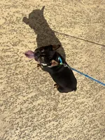 Domino , a male French Bulldog for sale in Houston, TX – Photo 9 of 9