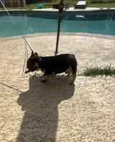 Domino , a male French Bulldog for sale in Houston, TX – Photo 3 of 9