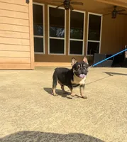 Domino , a male French Bulldog for sale in Houston, TX – Photo 2 of 9