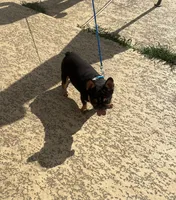 Domino , a male French Bulldog for sale in Houston, TX – Photo 7 of 9