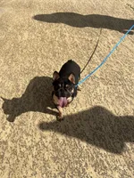 Domino , a male French Bulldog for sale in Houston, TX – Photo 6 of 9