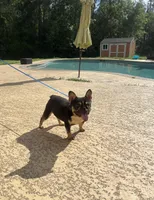 Domino , a male French Bulldog for sale in Houston, TX – Photo 5 of 9