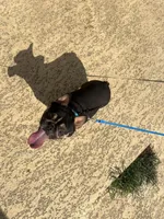 Domino , a male French Bulldog for sale in Houston, TX – Photo 8 of 9