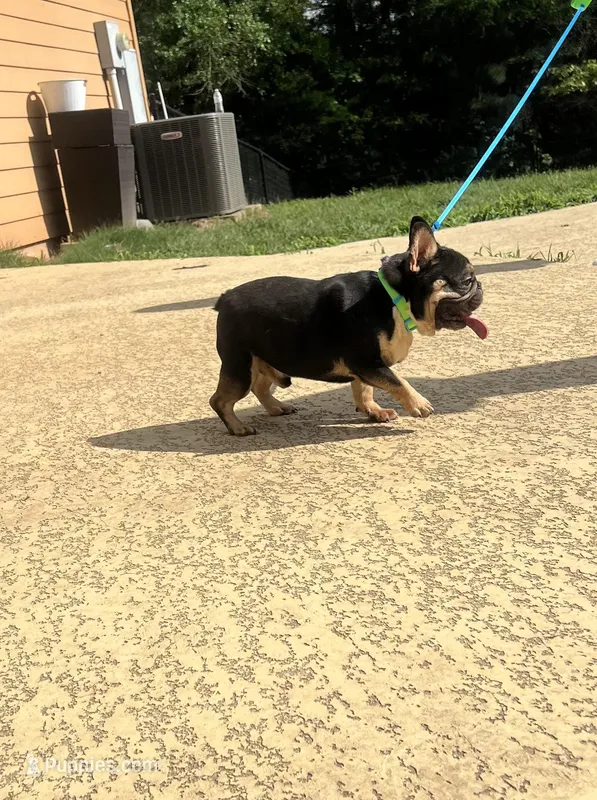 Domino  – French Bulldog puppy for sale in Houston, TX