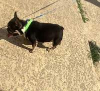 Domino , a male French Bulldog for sale in Houston, TX – Photo 4 of 9