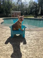 Freddy, a male French Bulldog for sale in Houston, TX – Photo 2 of 3