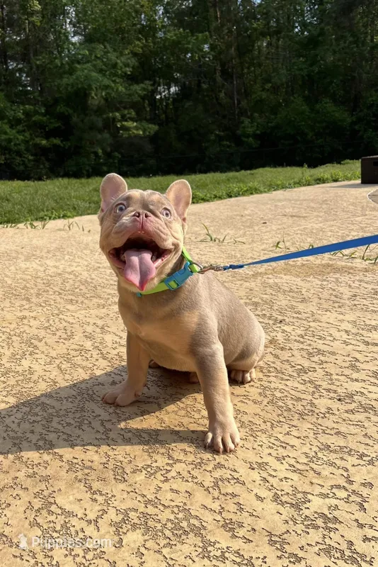 Freddy – French Bulldog puppy for sale in Houston, TX
