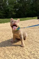 Freddy, a male French Bulldog for sale in Houston, TX – Photo 1 of 3