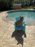 Freddy, a male French Bulldog for sale in Houston, TX – Photo 3 of 3