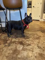 Remy , a female French Bulldog for sale in Houston, TX – Photo 3 of 3