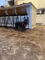 Remy , a female French Bulldog for sale in Houston, TX – Photo 2 of 3