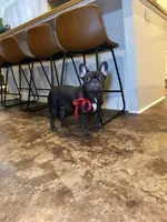 Remy , a female French Bulldog for sale in Houston, TX – Photo 1 of 3