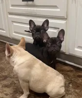 Remy, a female French Bulldog for sale in Houston, TX – Photo 2 of 2