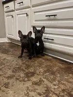 Remy, a female French Bulldog for sale in Houston, TX – Photo 1 of 2