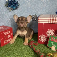 Ursula, a female French Bulldog for sale in Houston, TX – Photo 3 of 7