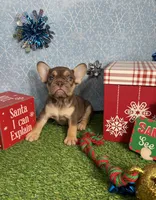 Ursula, a female French Bulldog for sale in Houston, TX – Photo 3 of 7